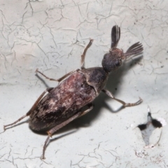 Ptilophorus sp. (genus) (Wedge-shaped beetle) at Acton, ACT - 22 Sep 2020 by TimL