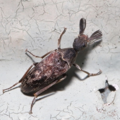 Ptilophorus sp. (genus) (Wedge-shaped beetle) at ANBG - 22 Sep 2020 by TimL