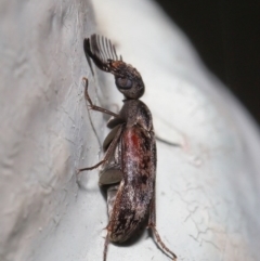 Ptilophorus sp. (genus) at Acton, ACT - 22 Sep 2020 12:29 PM