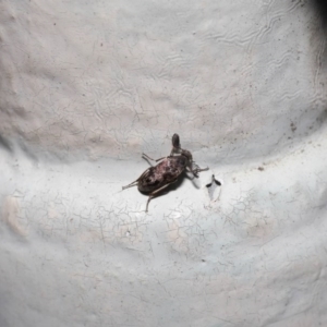 Ptilophorus sp. (genus) at Acton, ACT - 22 Sep 2020 12:29 PM