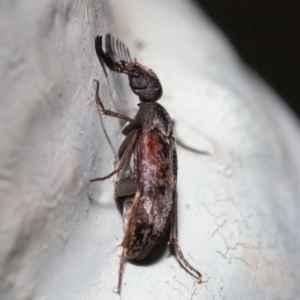 Ptilophorus sp. (genus) at Acton, ACT - 22 Sep 2020 12:29 PM