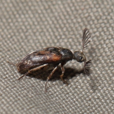 Ptilophorus sp. (genus) (Wedge-shaped beetle) at ANBG - 22 Sep 2020 by TimL