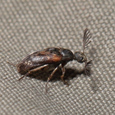 Ptilophorus sp. (genus) (Wedge-shaped beetle) at Acton, ACT - 22 Sep 2020 by TimL