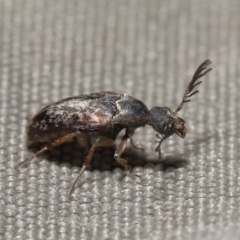 Ptilophorus sp. (genus) at Acton, ACT - 22 Sep 2020