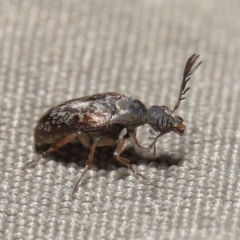 Ptilophorus sp. (genus) at Acton, ACT - 22 Sep 2020 01:24 PM