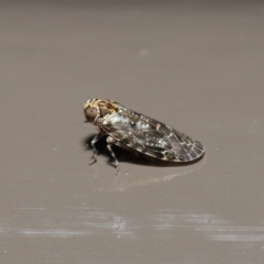 Plectoderini (tribe) (Planthopper) at Acton, ACT - 22 Sep 2020 by TimL