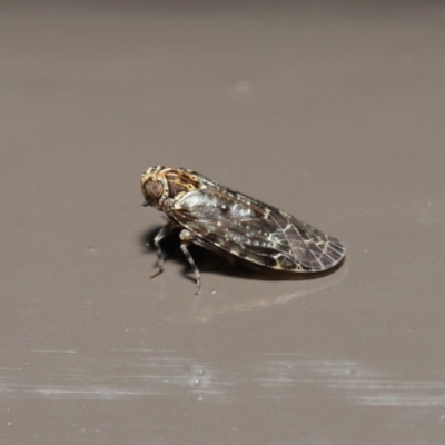 Dipsiathus pallidifrons (Achilid planthopper) at Acton, ACT - 22 Sep 2020 by TimL