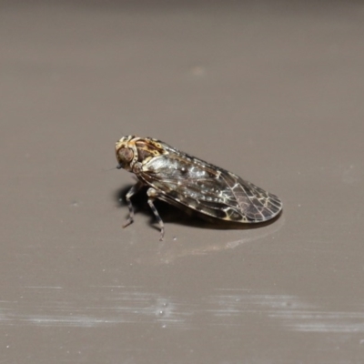 Plectoderini (tribe) (Planthopper) at Acton, ACT - 22 Sep 2020 by TimL