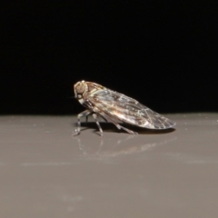 Dipsiathus pallidifrons at Acton, ACT - 22 Sep 2020