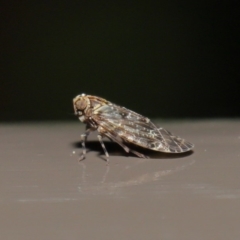 Dipsiathus pallidifrons at Acton, ACT - 22 Sep 2020 02:13 PM