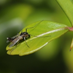 Chironomidae (family) (Non-biting Midge) at ANBG - 22 Sep 2020 by TimL