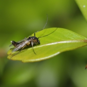 Chironomidae (family) at Downer, ACT - 22 Sep 2020