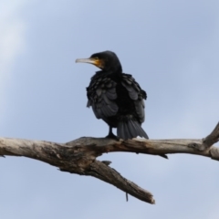 Phalacrocorax carbo (Great Cormorant) at Belconnen, ACT - 26 Sep 2020 by AllanS