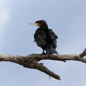 Phalacrocorax carbo at Belconnen, ACT - 26 Sep 2020
