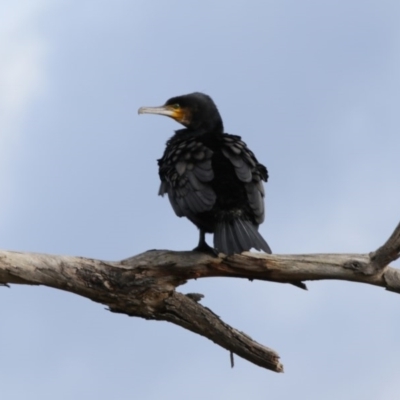 Phalacrocorax carbo (Great Cormorant) at Lake Ginninderra - 25 Sep 2020 by AllanS