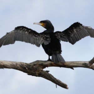 Phalacrocorax carbo at Belconnen, ACT - 26 Sep 2020
