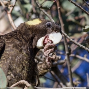 Zanda funerea at Fraser, ACT - 6 Sep 2020