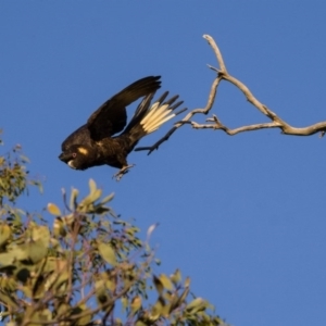 Zanda funerea at Fraser, ACT - 6 Sep 2020