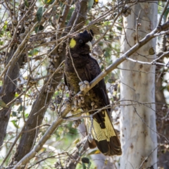 Zanda funerea at Fraser, ACT - 6 Sep 2020