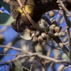 Zanda funerea at Fraser, ACT - 6 Sep 2020