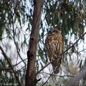 Ninox boobook at Fraser, ACT - 23 Aug 2020