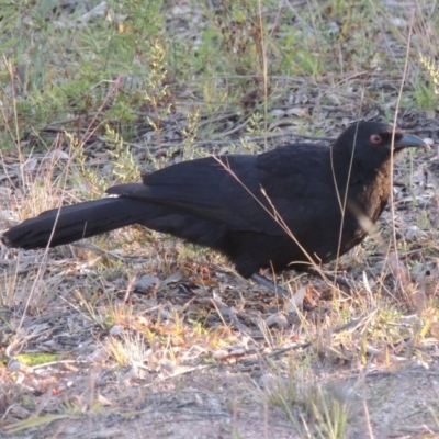 Corcorax melanorhamphos (White-winged Chough) at Richardson, ACT - 30 May 2020 by MichaelBedingfield