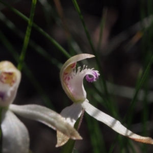 Caladenia ustulata at Acton, ACT - 22 Sep 2020