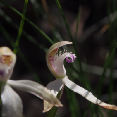 Caladenia ustulata (Brown Caps) at Acton, ACT - 22 Sep 2020 by BarrieR