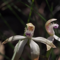 Caladenia ustulata at Acton, ACT - 22 Sep 2020