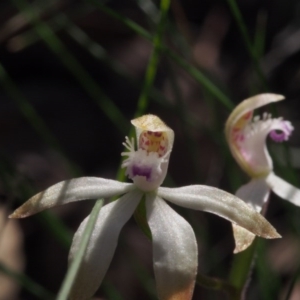 Caladenia ustulata at Acton, ACT - 22 Sep 2020