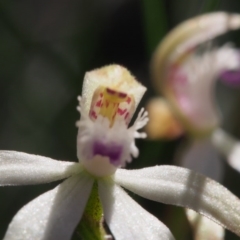 Caladenia ustulata at Acton, ACT - 22 Sep 2020