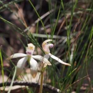 Caladenia ustulata at Acton, ACT - 22 Sep 2020