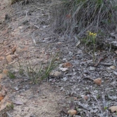 Diuris nigromontana (Black Mountain Leopard Orchid) at Black Mountain - 24 Sep 2020 by ConBoekel