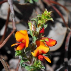 Pultenaea procumbens (Bush Pea) at Downer, ACT - 22 Sep 2020 by ConBoekel