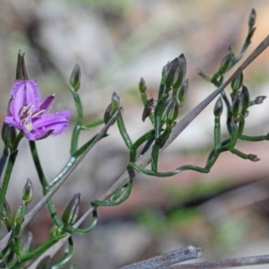 Thysanotus patersonii at Downer, ACT - 22 Sep 2020