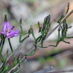 Thysanotus patersonii (Twining Fringe Lily) at Downer, ACT - 22 Sep 2020 by ConBoekel