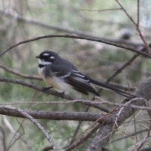 Rhipidura albiscapa at Albury - 29 Aug 2020 01:28 PM