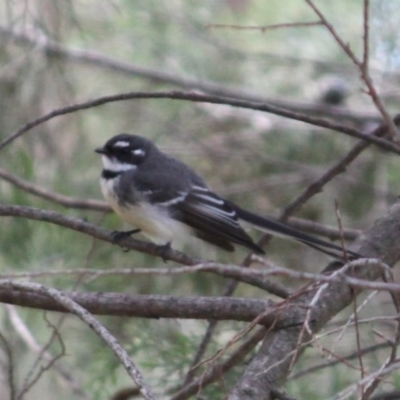 Rhipidura albiscapa (Grey Fantail) at Albury - 29 Aug 2020 by PaulF