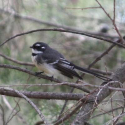 Rhipidura albiscapa (Grey Fantail) at Red Light Hill Reserve - 29 Aug 2020 by PaulF