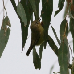 Acanthiza nana (Yellow Thornbill) at Wodonga - 26 Sep 2020 by Kyliegw