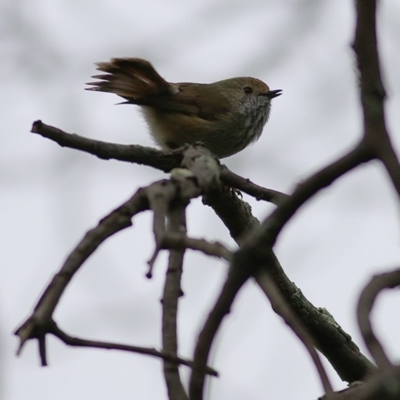 Acanthiza pusilla (Brown Thornbill) at Killara, VIC - 26 Sep 2020 by Kyliegw