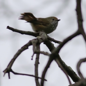 Acanthiza pusilla at Wodonga Regional Park - 26 Sep 2020