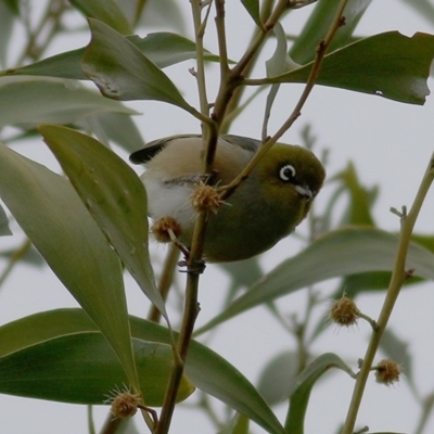 Zosterops lateralis (Silvereye) at Wodonga - 26 Sep 2020 by Kyliegw