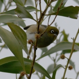 Zosterops lateralis at Monitoring Site 136 - Riparian - 26 Sep 2020