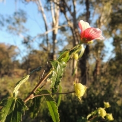 Pavonia hastata (Spearleaf Swampmallow) at Chisholm, ACT - 30 May 2020 by MichaelBedingfield