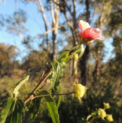 Pavonia hastata (Spearleaf Swampmallow) at Chisholm, ACT - 30 May 2020 by MichaelBedingfield