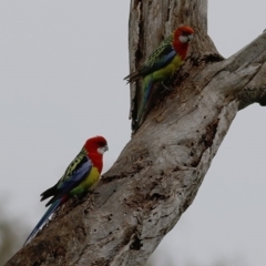 Platycercus eximius (Eastern Rosella) at Jack Perry Reserve - 26 Sep 2020 by Kyliegw