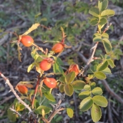 Rosa rubiginosa (Sweet Briar, Eglantine) at Chisholm, ACT - 30 May 2020 by MichaelBedingfield