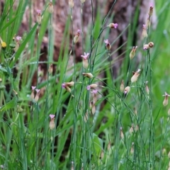 Petrorhagia sp. at Wodonga, VIC - 26 Sep 2020 by Kyliegw