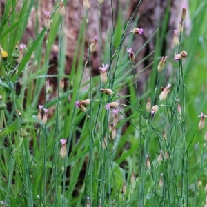 Petrorhagia sp. at Wodonga, VIC - 26 Sep 2020